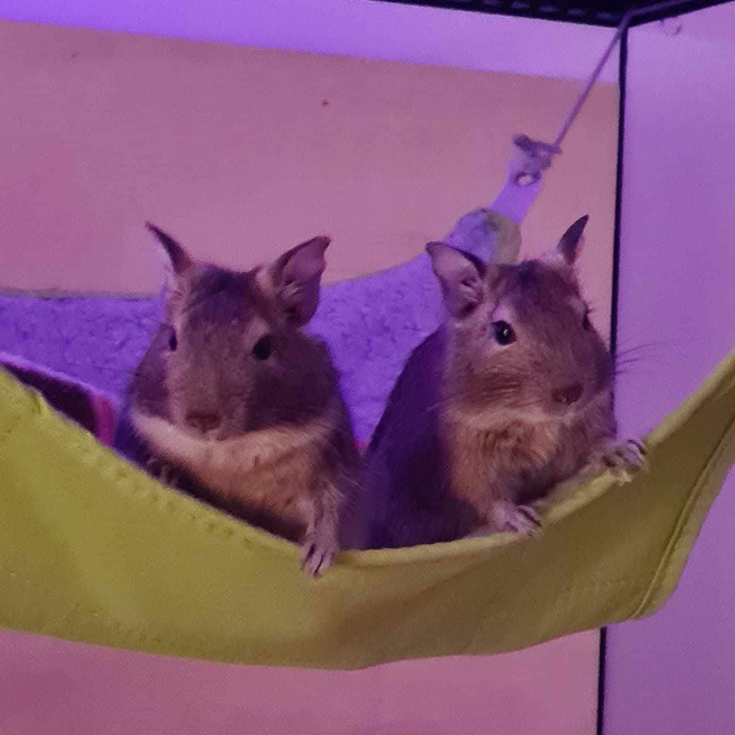 deegud-sabaga-lapsed