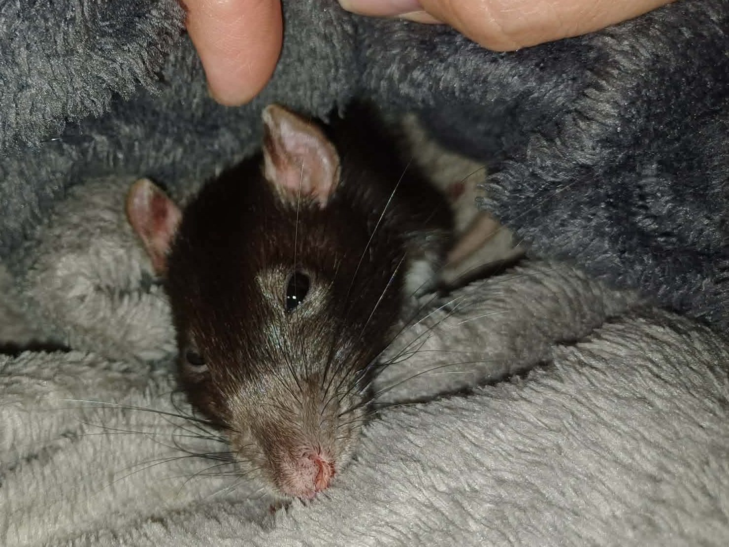 A close-up of a small brown and white rat nestled in soft gray fabric, with a hand partially visible above it.